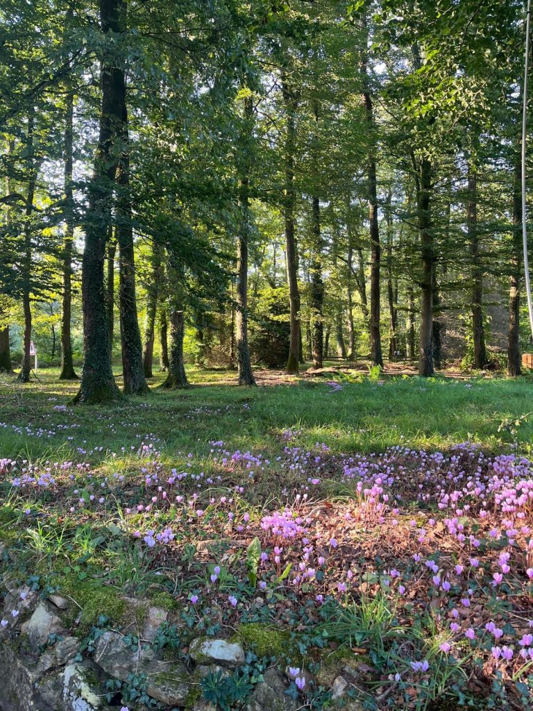 Colchiques dans les prés