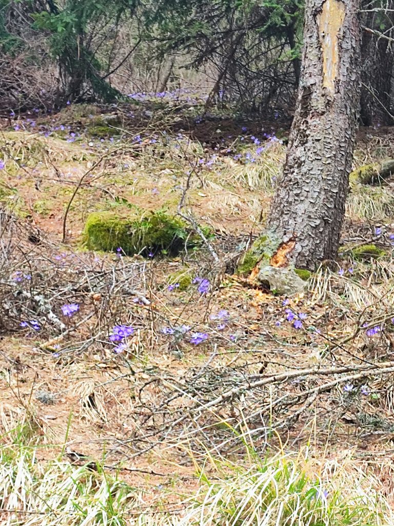 Les sous-bois en fleurs