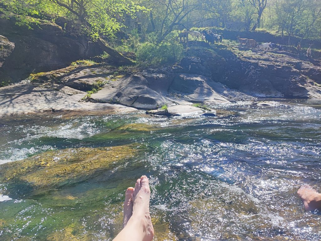 Trempette des pieds dans la Bévéra face à un troupeau de chèvres et des patous vigilants